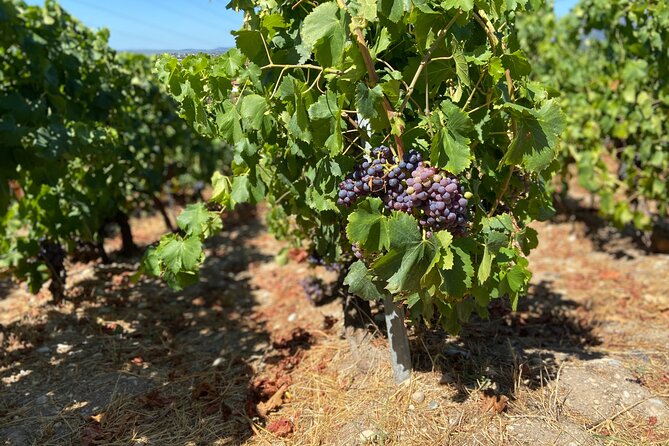 Small Group Guided E-bike Tour in Nice's Organic Vineyard - Who should book this experience