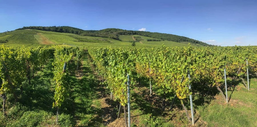 Strasbourg: Full-Day Small Group Tour to Colmar & Riquewihr - The ride along the Alsace Wine Route