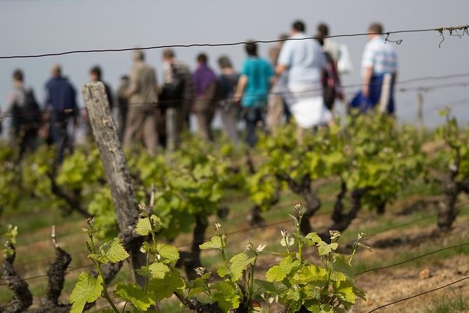 Tour of a Vineyard, Winery & Cellar with Wine Tasting in Vouvray, Loire Valley - Key points at a glance
