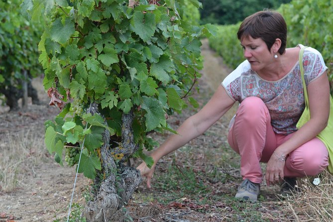 Tour of a Vineyard, Winery & Cellar with Wine Tasting in Vouvray, Loire Valley - Six Loire wines and a table of local foods
