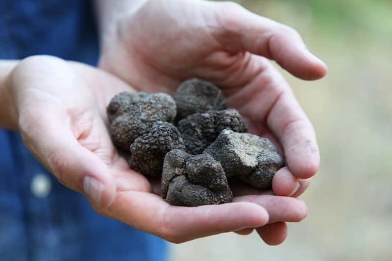 Truffle Hunting in Provence - Why this Provence truffle hunt is more than a food tasting