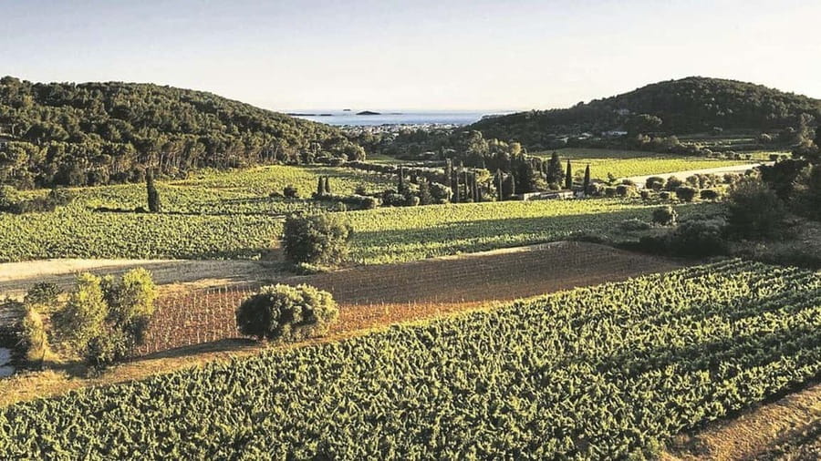 Visit the vineyards and discover Bandol wines - Why Bandol wine deserves your attention