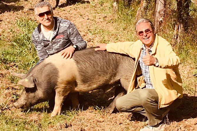 Visit to the Cinta Senese farm in Montepulciano - Key points to know before you book