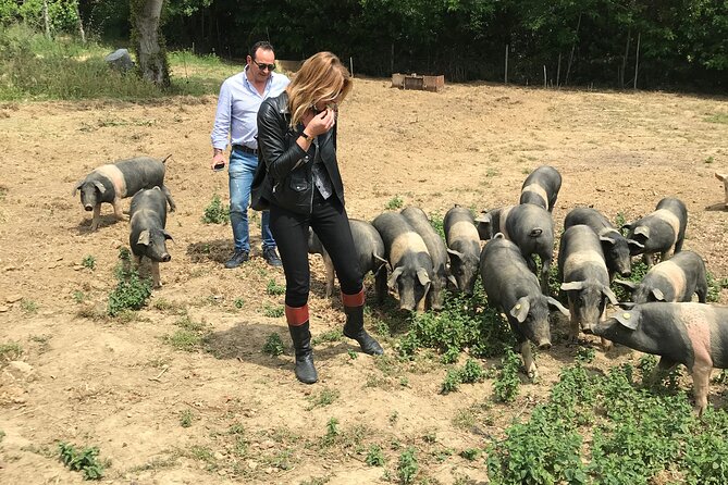 Visit to the Cinta Senese farm in Montepulciano - What arrives at the table
